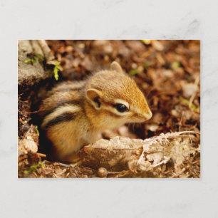 Adorable Teeny Baby Chipmunk Postcard