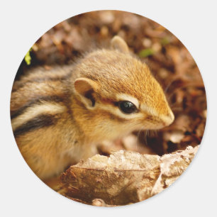 Adorable Teeny Baby Chipmunk Sticker