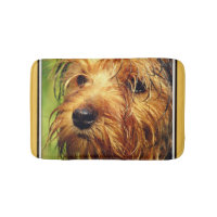 Adorable Terrier Dog with a Wet Face