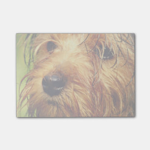 Adorable Terrier Dog with a Wet Face Post-it Notes