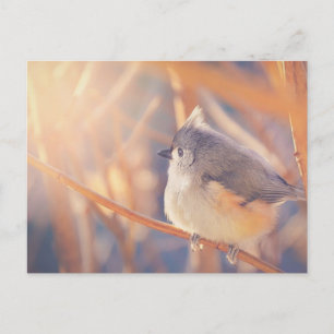 Adorable Tufted Titmouse Bird Postcard