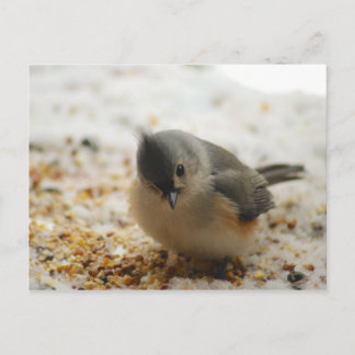 Adorable Tufted Titmouse Postcard