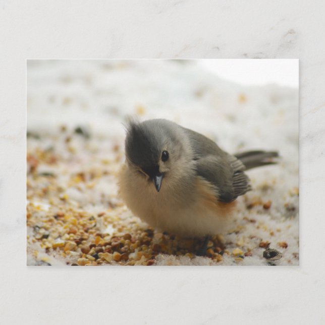 Adorable Tufted Titmouse Postcard (Front)