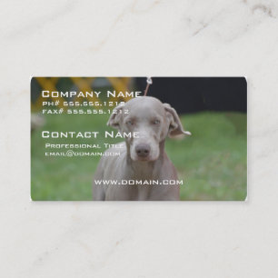 Adorable Weimaraner Business Card