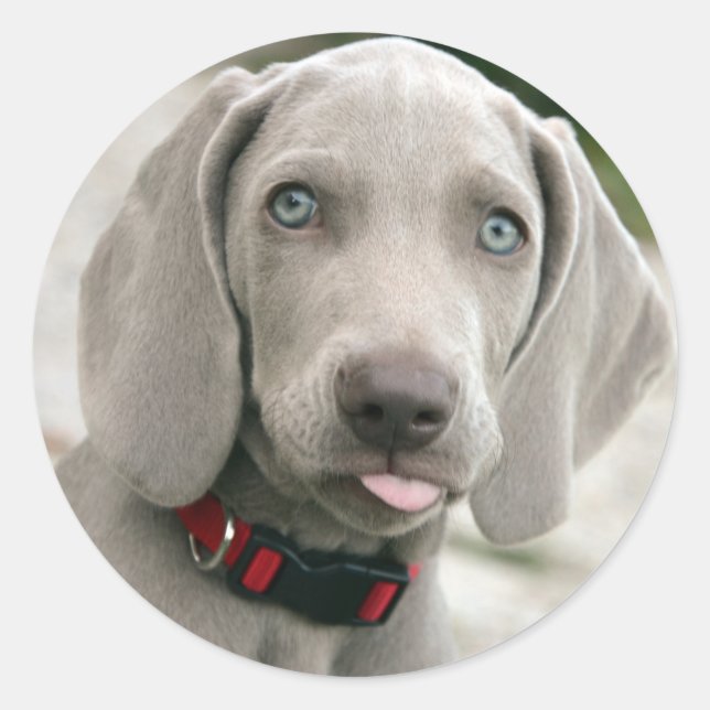 Adorable weimaraner puppy classic round sticker (Front)
