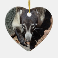 Adorable White Nosed Coati