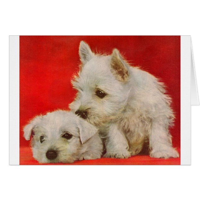 adorable white terrier puppies (Front Horizontal)