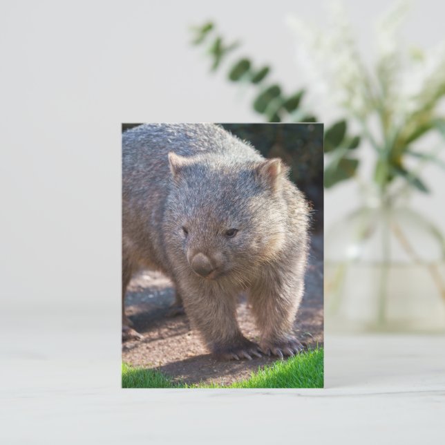Adorable Wombat Postcard (Standing Front)