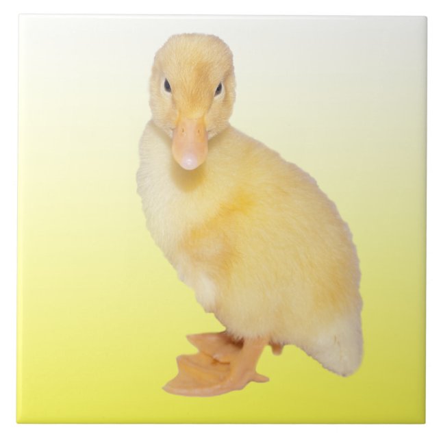 Adorable Yellow Duckling Photograph Tile (Front)