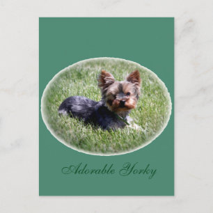 Adorable Yorkie Custom Postcard