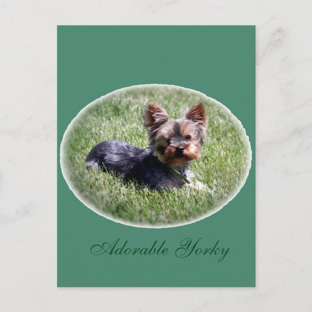 Adorable Yorkie Custom Postcard (Front)