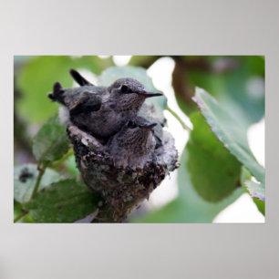 Adorable Young Hummingbirds Photo Poster