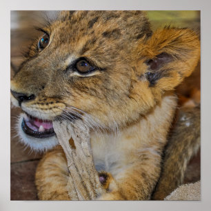 Adorable Young Lion Cub Chewing on Towel Photo Poster