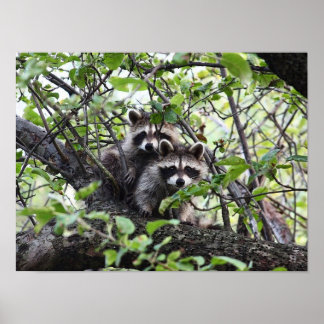 Adorable Young Racoon Pair In Tree Poster
