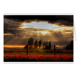Adored Tulips Card