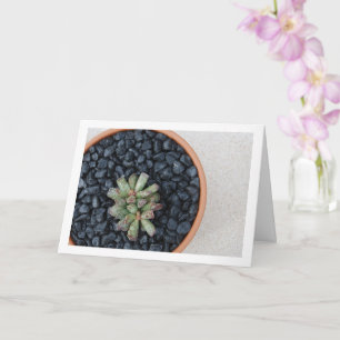 Adromischus, Succulent Plant in Pot Card