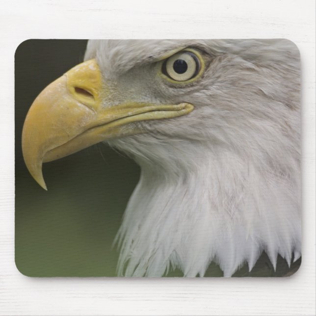Adult Bald Eagle Portrait, Haliaeetus Mouse Pad (Front)