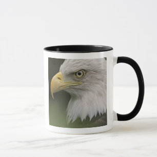 Adult Bald Eagle Portrait, Haliaeetus Mug