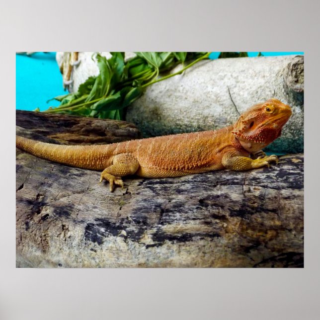 Adult Bearded Dragon Lizard Poster (Front)