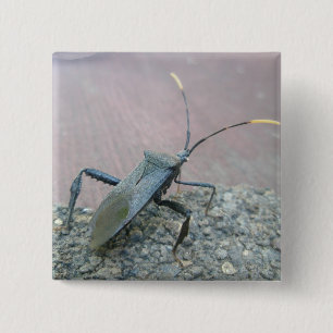 Adult Black Assasin Bug (Reduviid) Items 15 Cm Square Badge