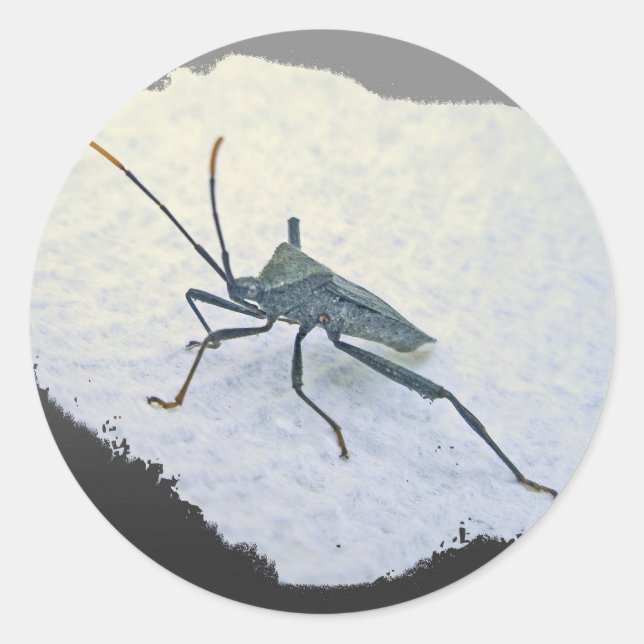 Adult Black Assasin Bug (Reduviid) Items Classic Round Sticker (Front)