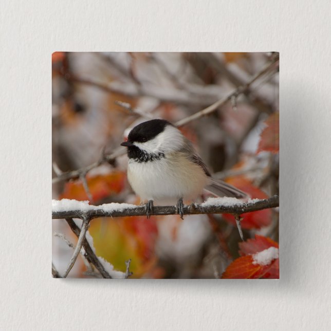 Adult Black-capped Chickadee in Snow 15 Cm Square Badge (Front)