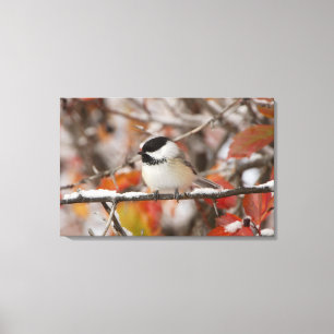 Adult Black-capped Chickadee in Snow Canvas Print