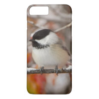 Adult Black-capped Chickadee in Snow