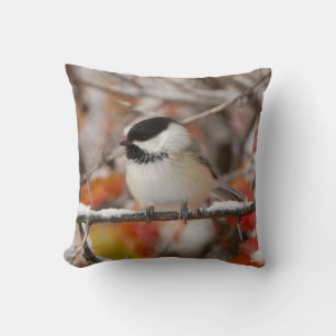 Adult Black-capped Chickadee in Snow Cushion