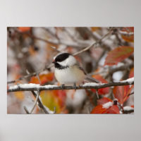 Adult Black-capped Chickadee in Snow