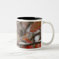 Adult Black-capped Chickadee in Snow
