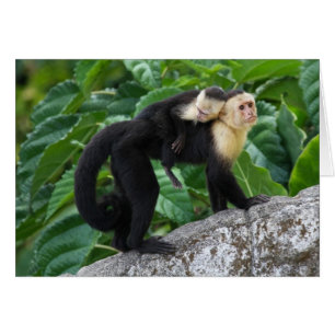 Adult Capuchin Monkey Carrying Baby On Its Back