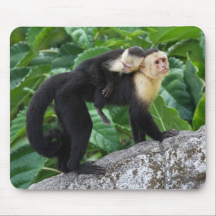 Adult Capuchin Monkey Carrying Baby On Its Back Mouse Pad