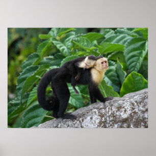 Adult Capuchin Monkey Carrying Baby On Its Back Poster