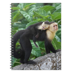 Adult Capuchin Monkey Carrying Baby On Its Back Spiral Notebook