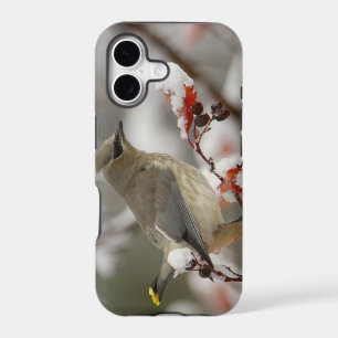 Adult Cedar Waxwing on hawthorn with snow