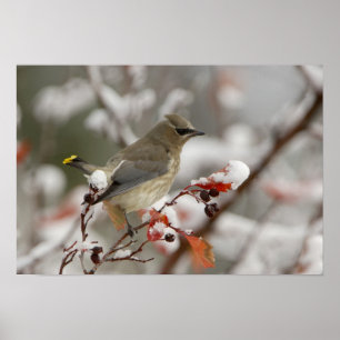 Adult Cedar Waxwing on hawthorn with snow, 3 Poster