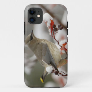 Adult Cedar Waxwing on hawthorn with snow Case-Mate iPhone Case