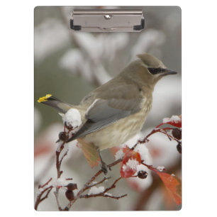 Adult Cedar Waxwing on hawthorn with snow Clipboard