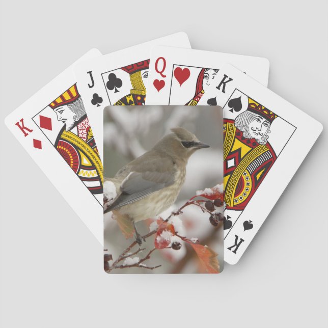 Adult Cedar Waxwing on hawthorn with snow Playing Cards (Back)