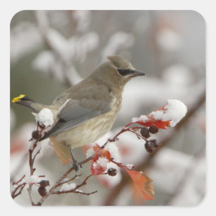 Adult Cedar Waxwing on hawthorn with snow Square Sticker
