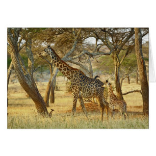Adult female and juvenile Giraffe, Giraffa