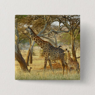 Adult female and juvenile Giraffe, Giraffa 15 Cm Square Badge