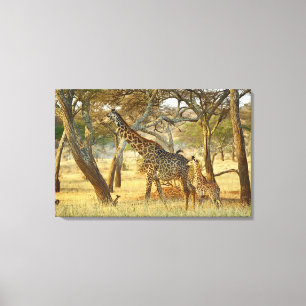 Adult female and juvenile Giraffe, Giraffa Canvas Print