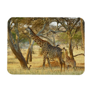 Adult female and juvenile Giraffe, Giraffa Magnet