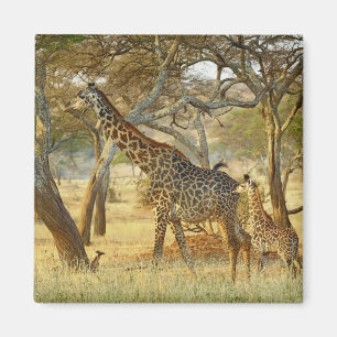 Adult female and juvenile Giraffe, Giraffa Magnet