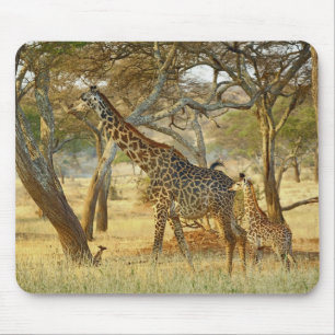 Adult female and juvenile Giraffe, Giraffa Mouse Pad