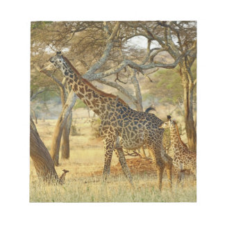 Adult female and juvenile Giraffe, Giraffa Notepad