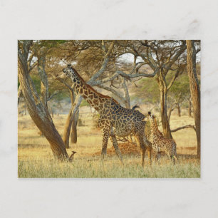 Adult female and juvenile Giraffe, Giraffa Postcard