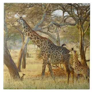 Adult female and juvenile Giraffe, Giraffa Tile